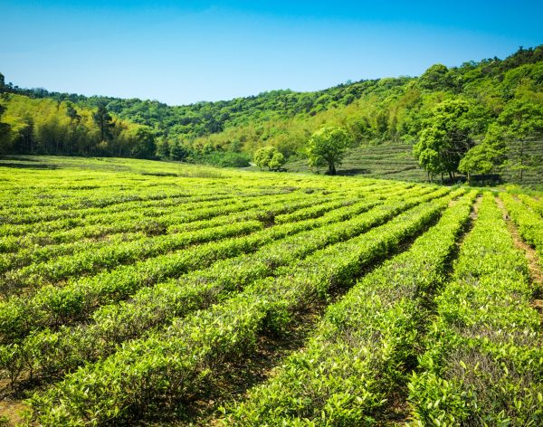 Green tea garden, hill cultivation