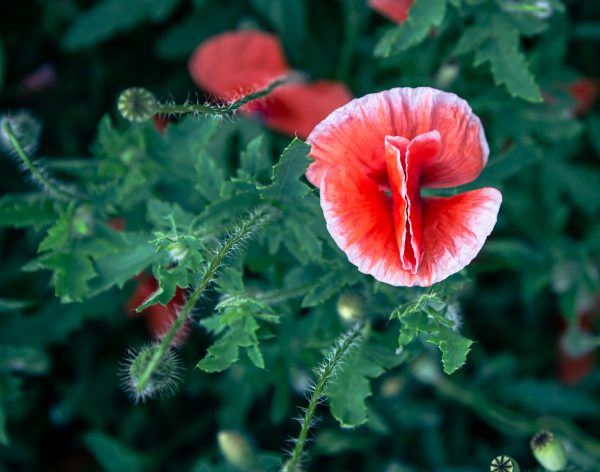 Poppies among the green foliage in the field, top view, contrasting natural background.