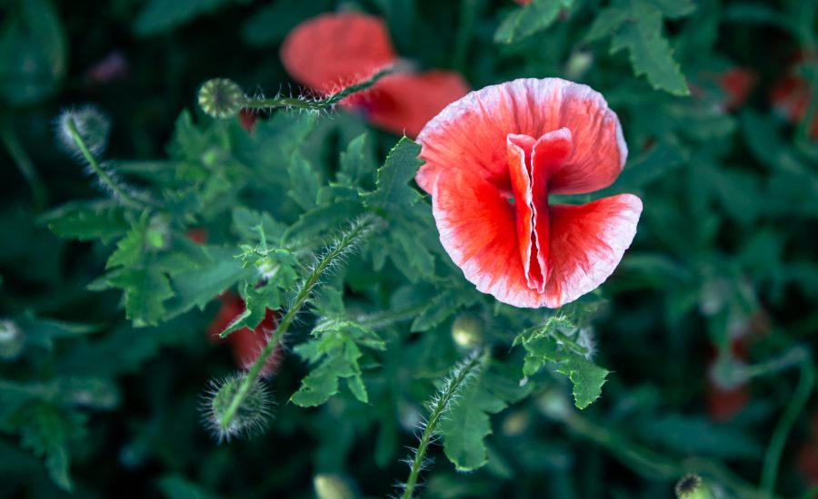 Poppies among the green foliage in the field, top view, contrasting natural background.
